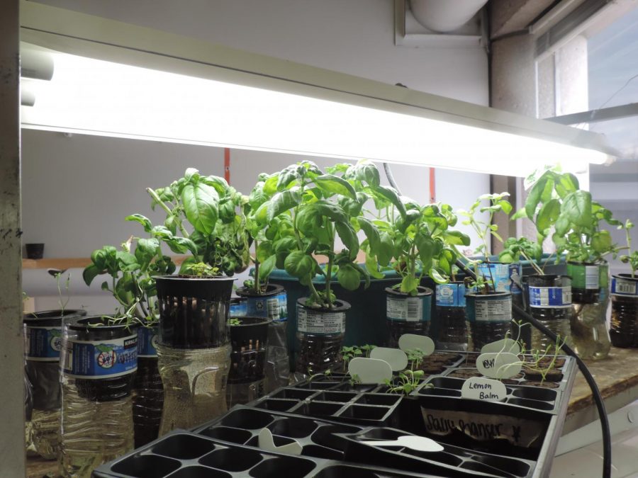 The hydroponic plants, including basil, parsley and others, are currently growing in Dr. Wendy Freebersyser’s room. The students grow them in recycled water bottles and cans until they can be planted in the green house on Service Day. 