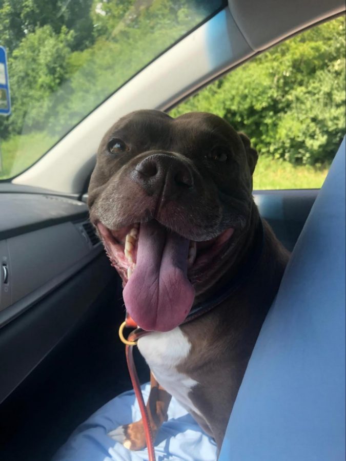 Freshman Henry Reeves adopted a pitbull who is now eight-years-old, named Storm. “We got her from the Stray Rescue of St. Louis, they’re a great organization and they rescue mainly pitbulls,” said Reeves.